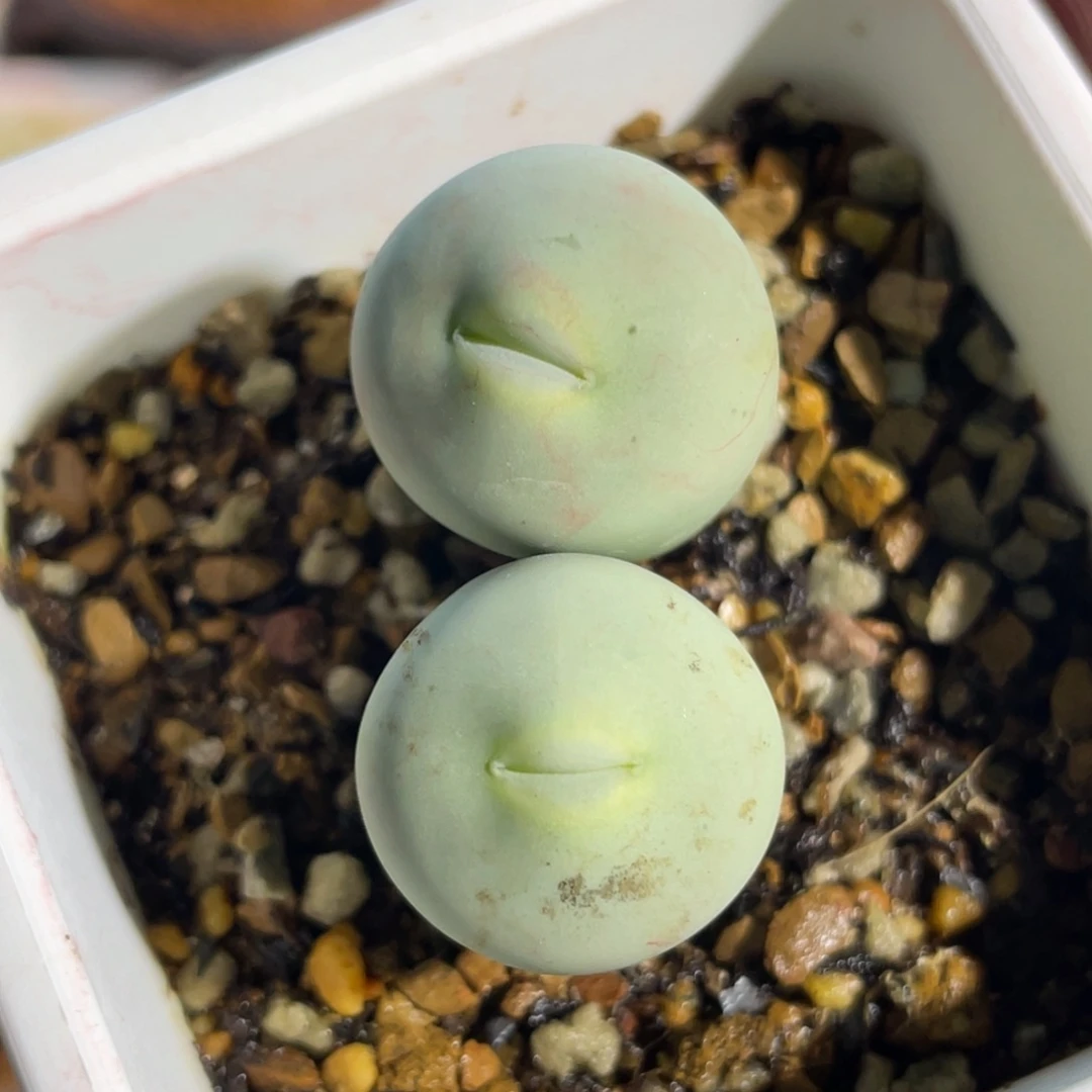 双头粉嘴嘴嘟嘟嘴植物一物一拍