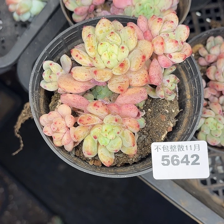 阿雅园艺。       5642蓝采和