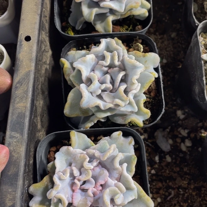 白饺子带盆土发货