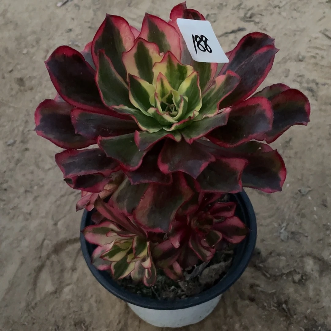 法师植物魅影法师188