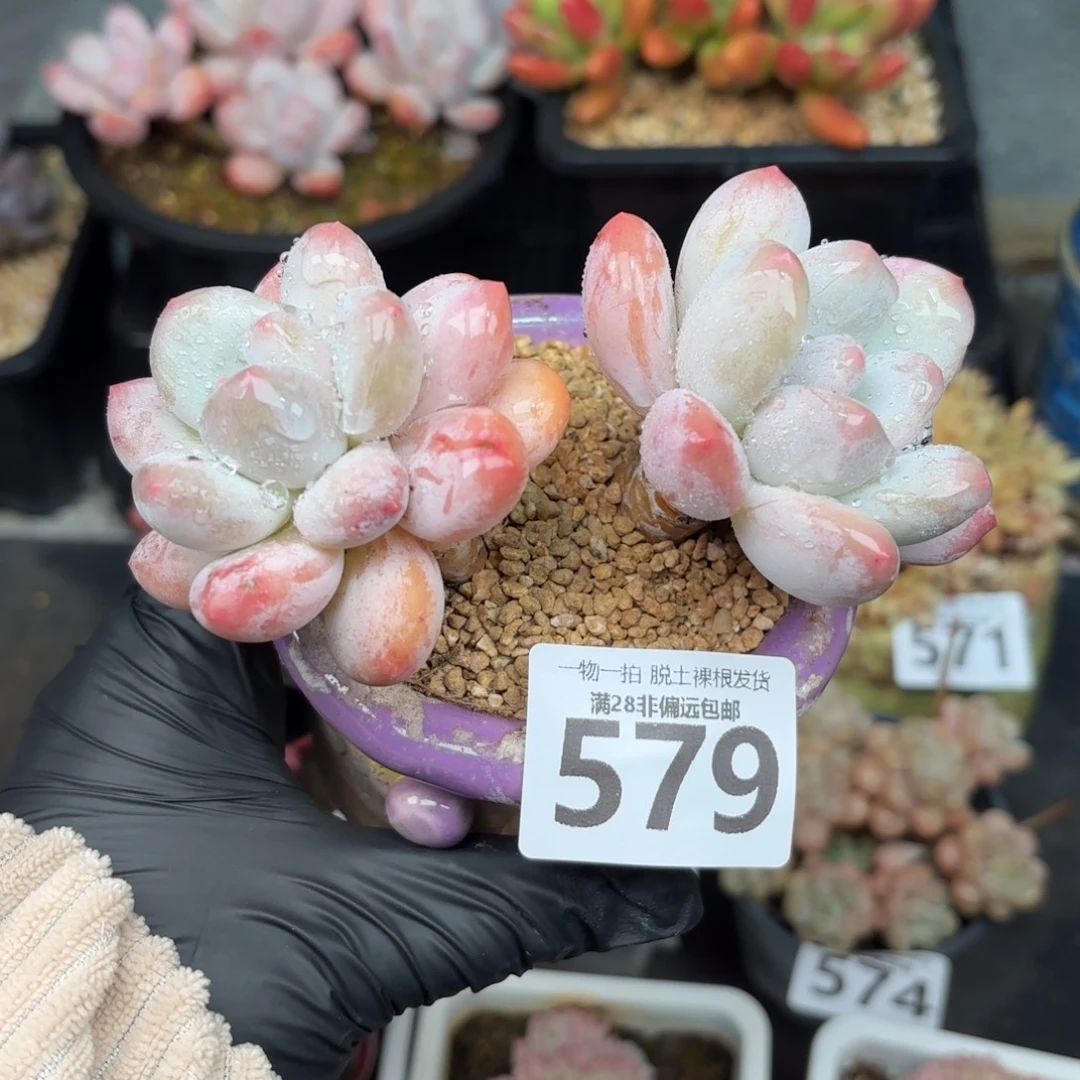 香水双头无盆土发货