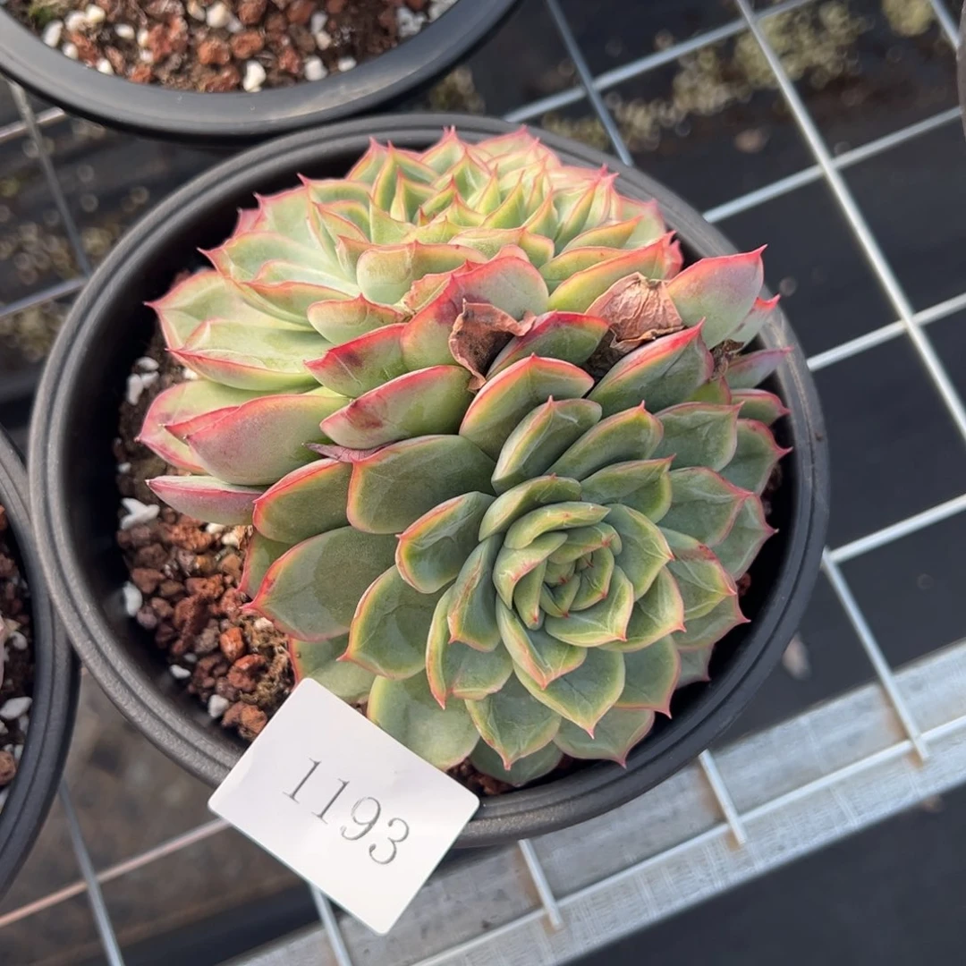 伊*1193肉肉肉肉肉肉