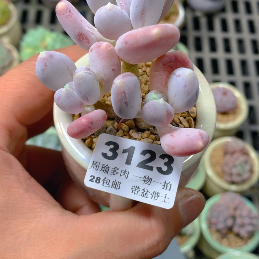 5厘米盆精控多肉3123