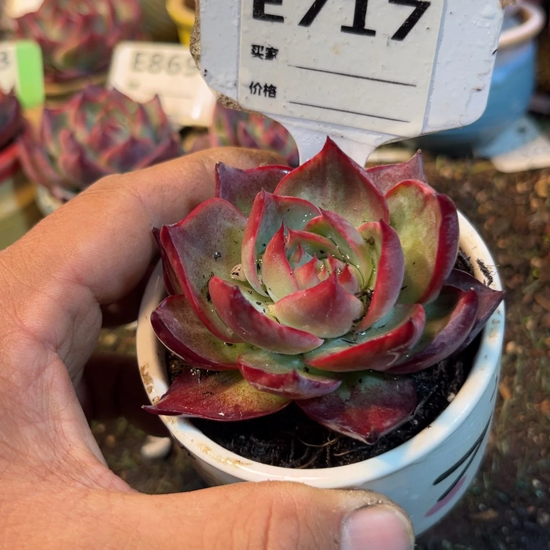 惊鸿一瞥717号多肉