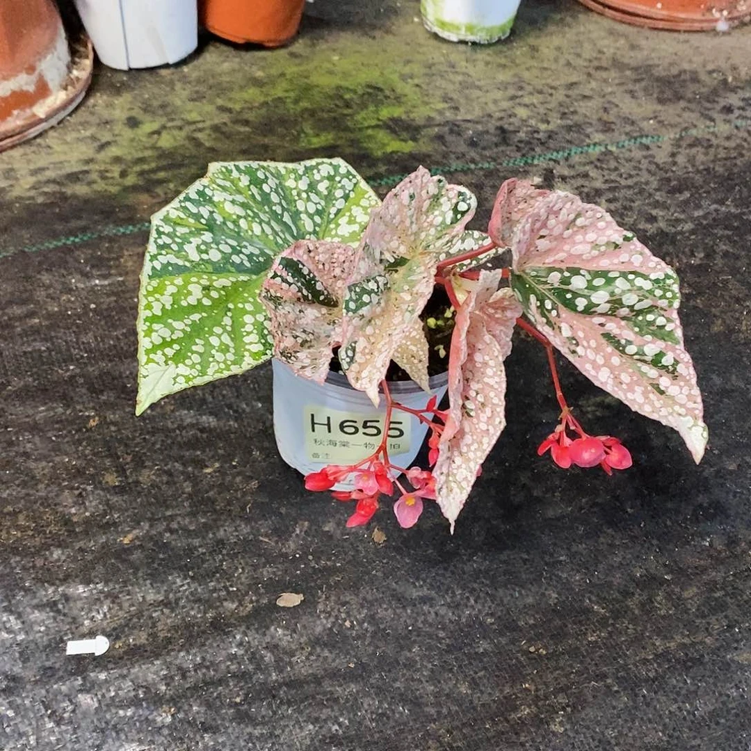 不开花植物V****n秋海棠655