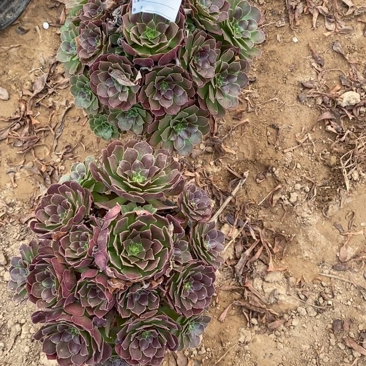 完全开放650组合套餐多肉植物
