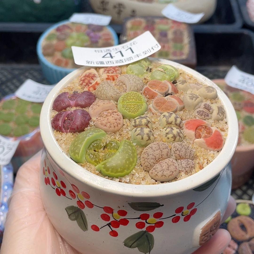 相遇生石花链接411