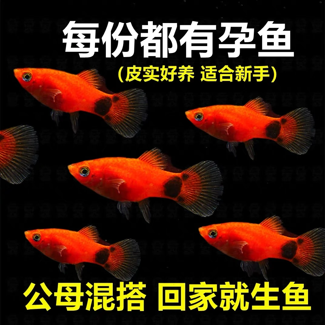 红米奇鱼胎生活体热带观赏鱼耐养可与玛丽鱼孔雀鱼混养