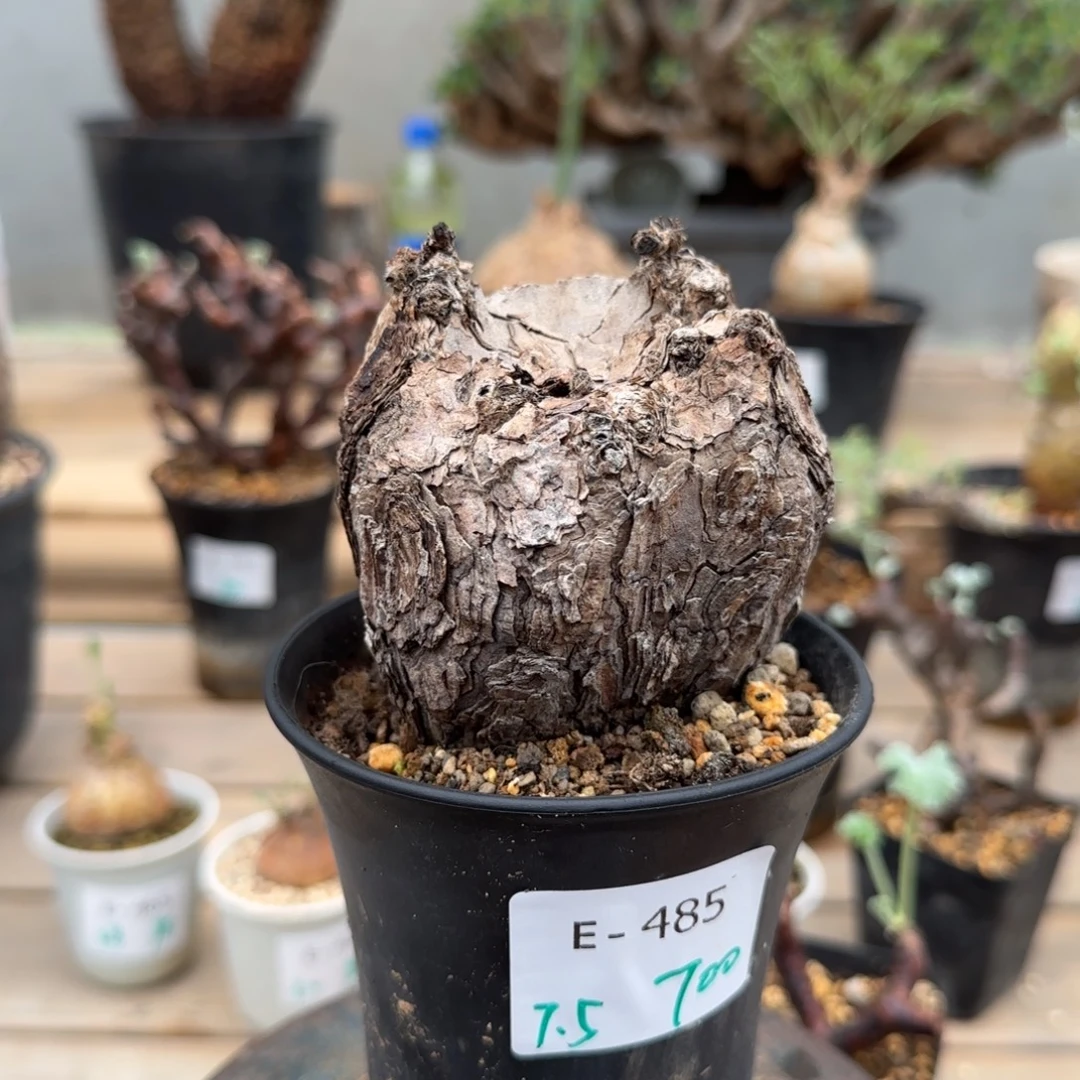 485枯木洋葵块根植物