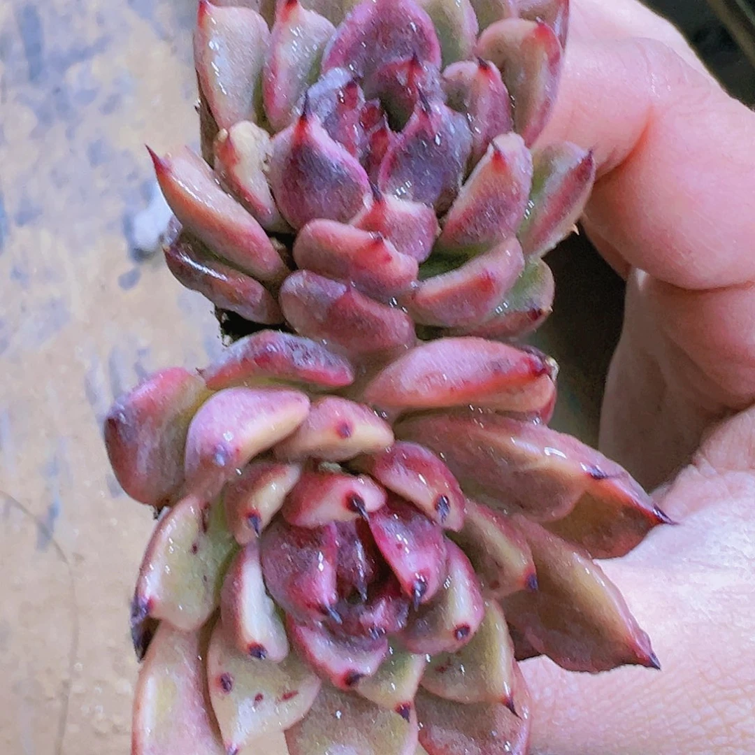 黑水晶苗4个19包邮