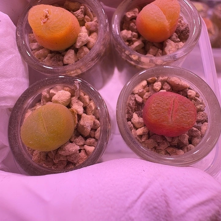 14号，四颗毛毛4颗一物一拍带瓶土发货福利出