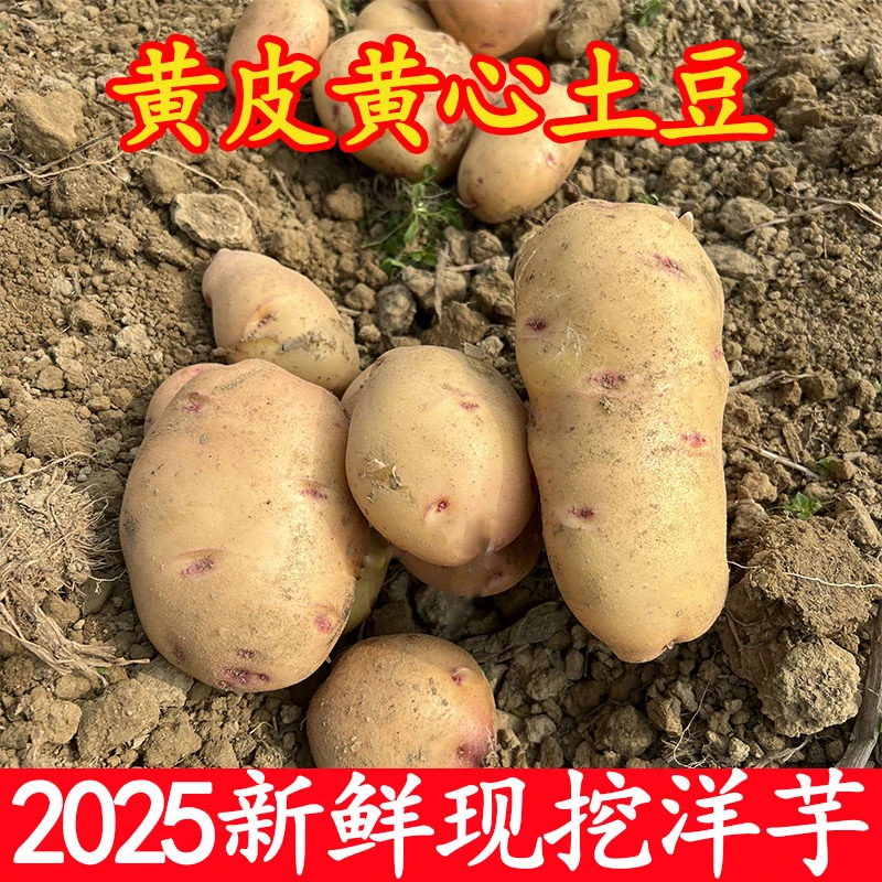 云南黄皮土豆大个新鲜现挖马铃薯洋芋当季蔬菜正宗整箱批发粉糯