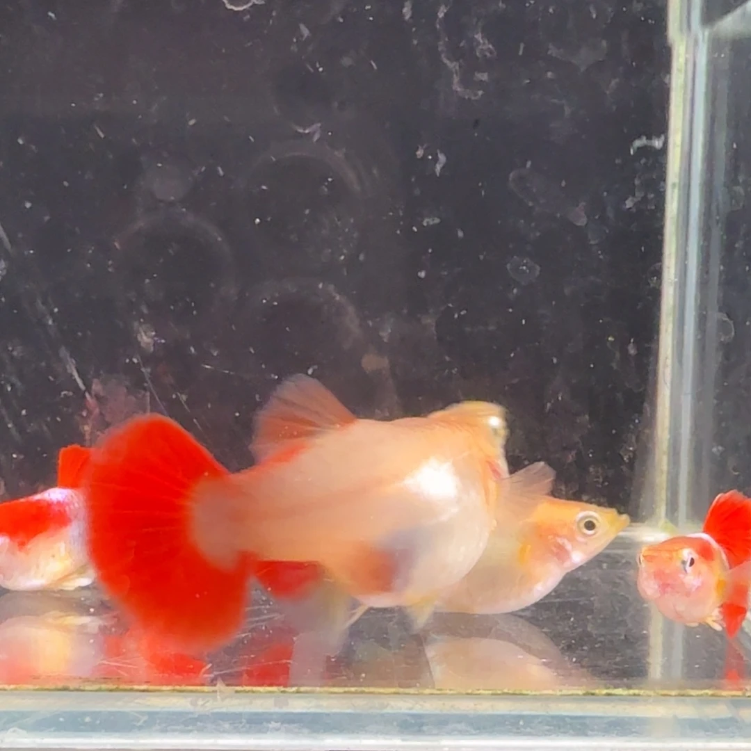 孔雀鱼黄爆球2对孔雀鱼