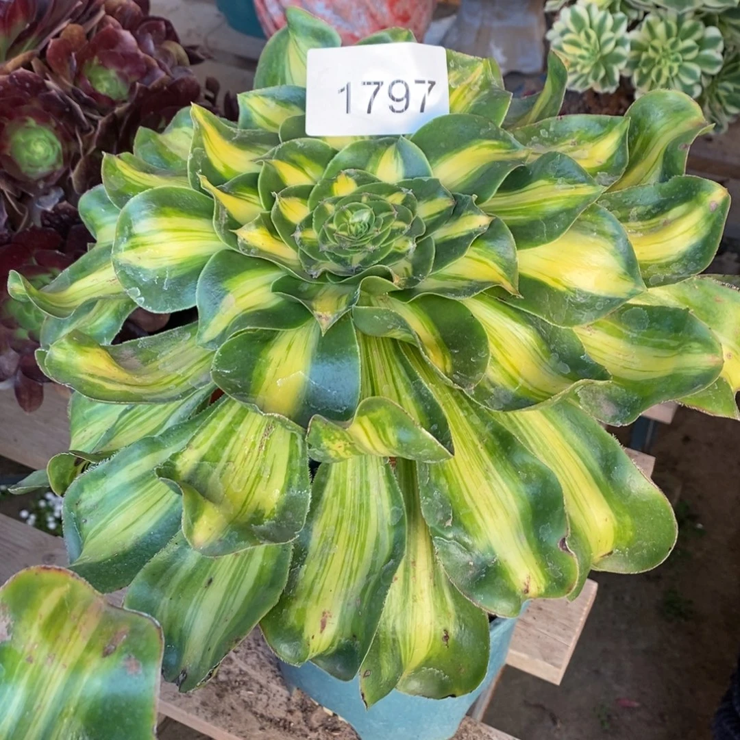 暴君多肉1颗多肉1797号