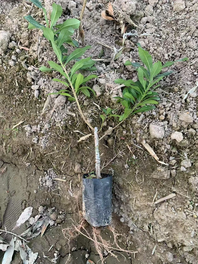 5号，各种盆栽盆景绿植（1年祼根）