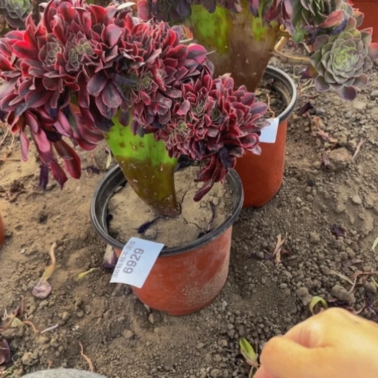 相****.6929，6922，美杜莎、万圣节