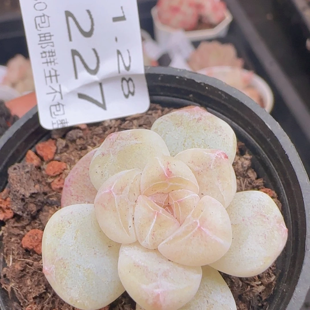 糖心冰玉一颗脱土发货