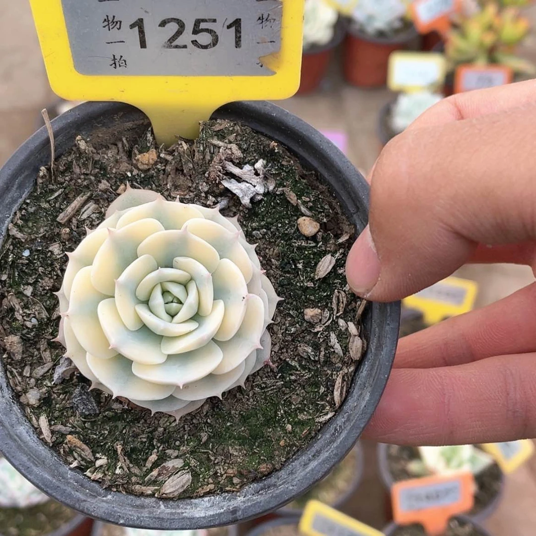 【闪购商品】1251号