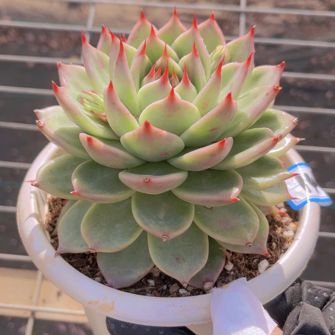 托斯卡11公分999999999999