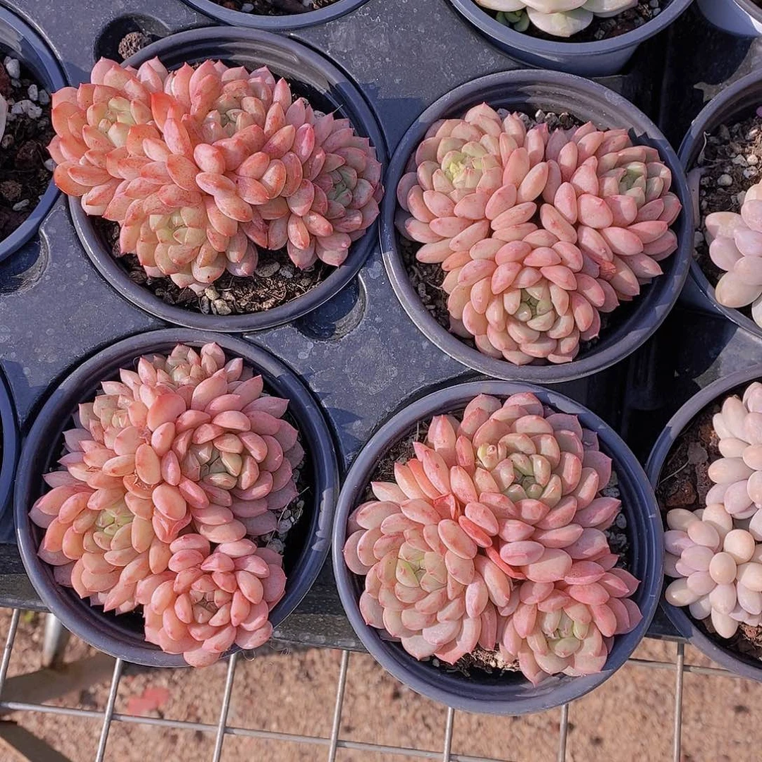 0330-金雀群一颗 量拍