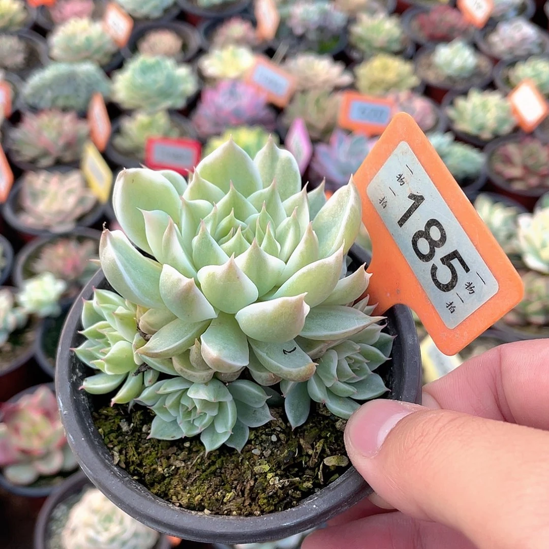 1***3185号多肉植物盆栽