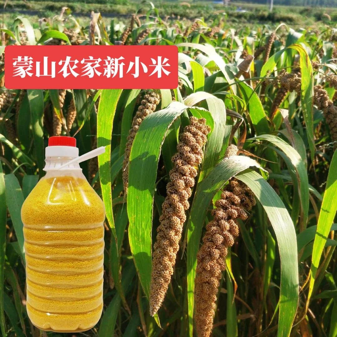 【奎子专属】沂蒙山黄小米5斤桶装新米米油厚月子米