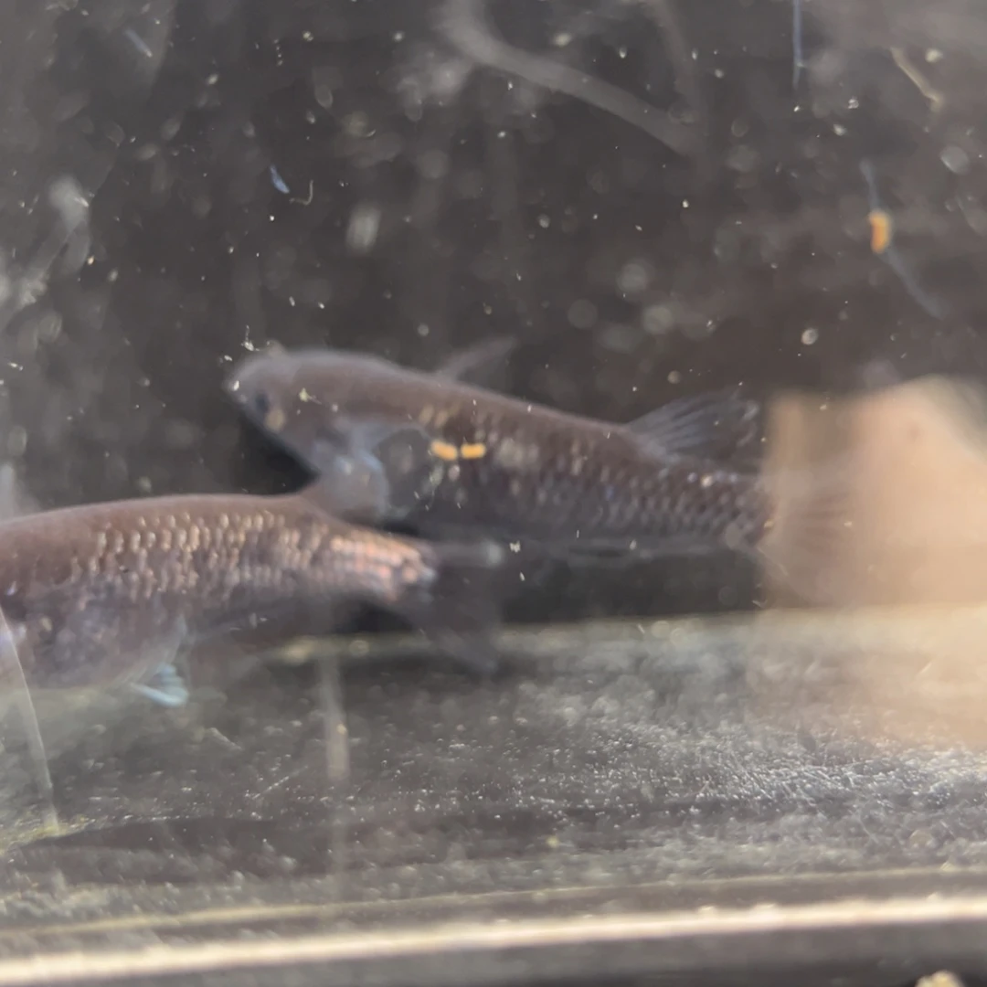 青鳉鱼214耀变天目五尾