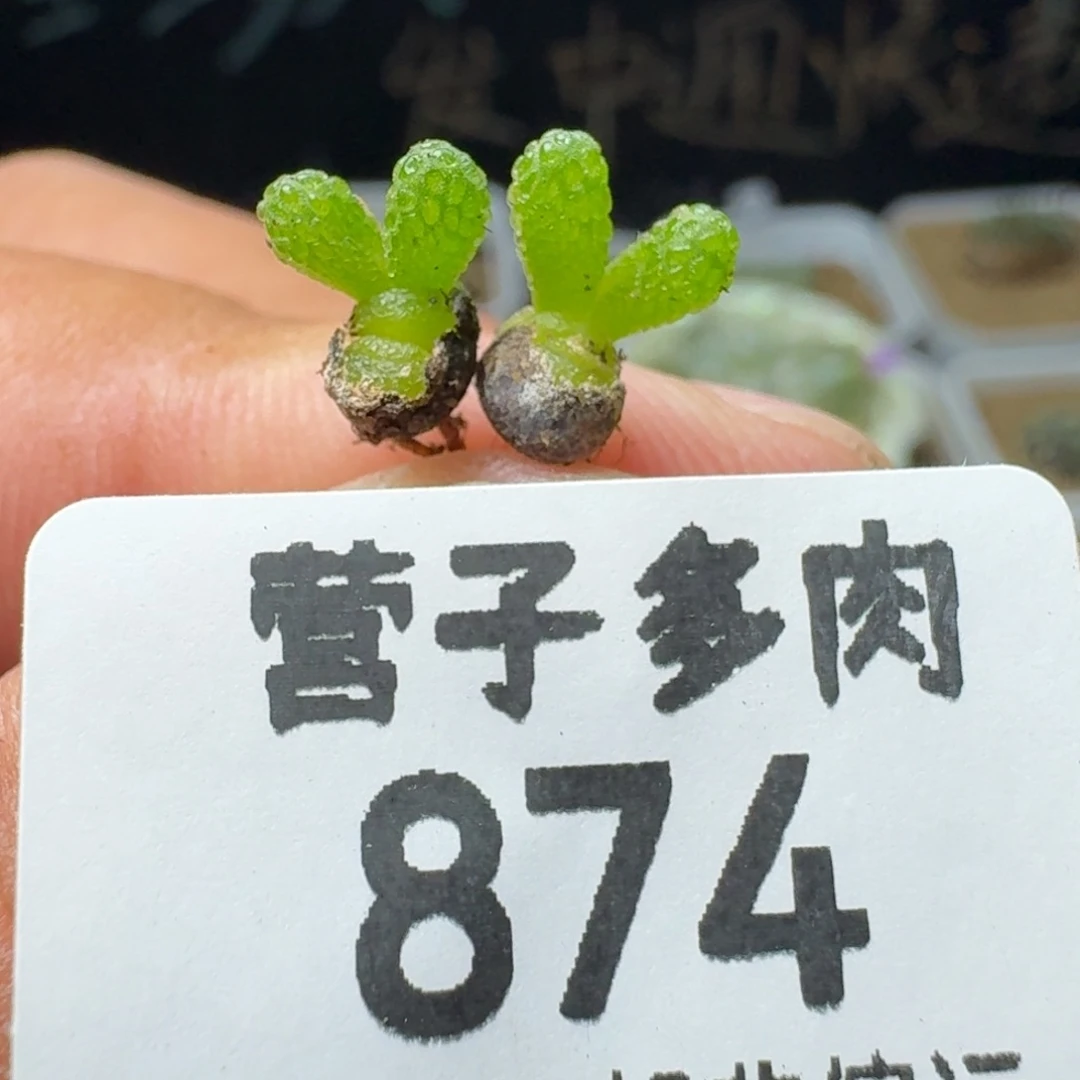 妖奇玉。 两颗。