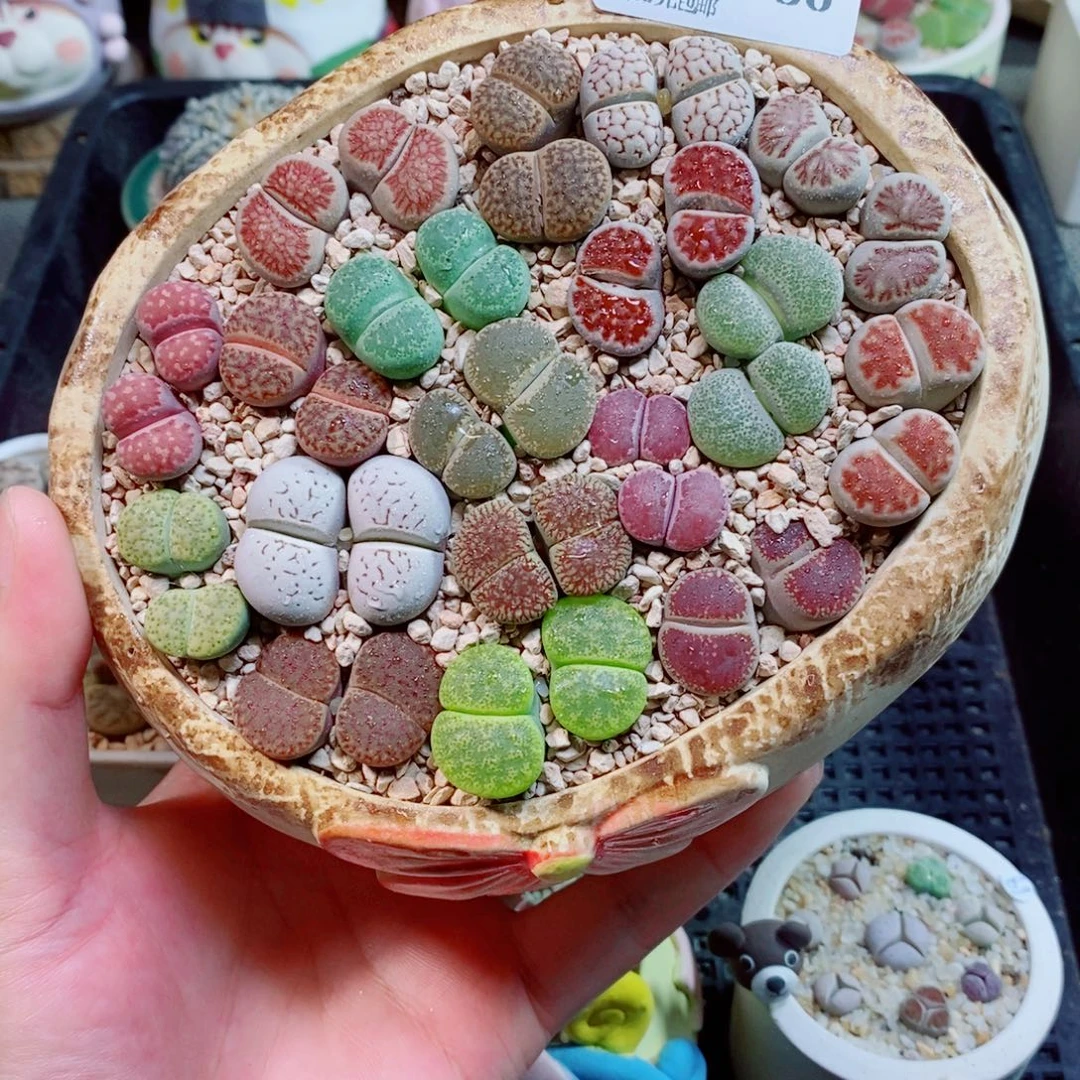 h***y生石花花花花花花386