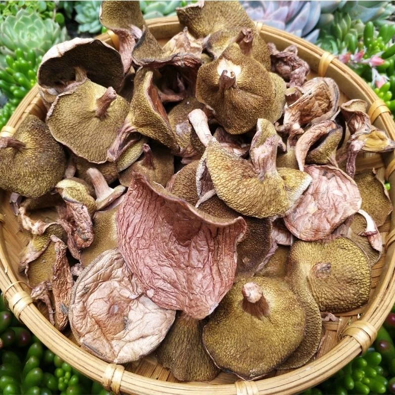 云南农家“红乳牛肝菌”部分会有虫眼，介意勿拍