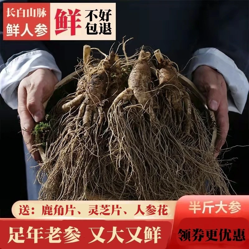 人参长白山脉新鲜人参东北人参泡酒人参