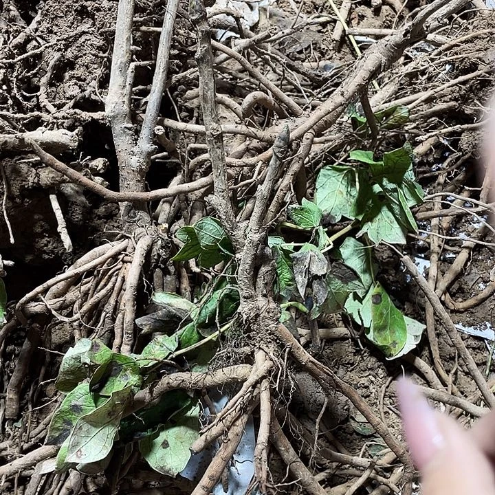 无花朵111111111111111