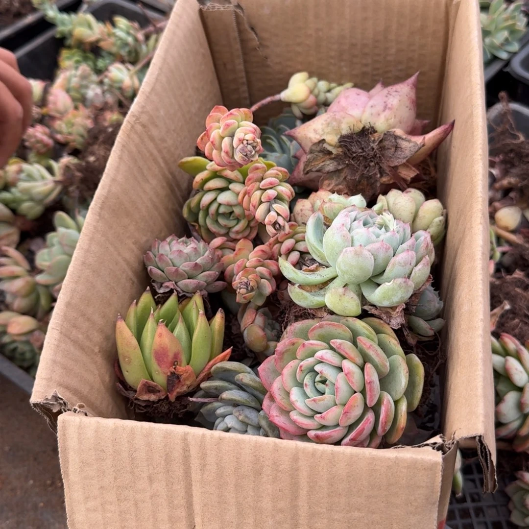 五号箱子一箱子多肉混合量拍发货15-39