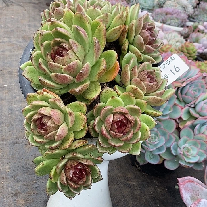 小七夕多肉黑水晶16