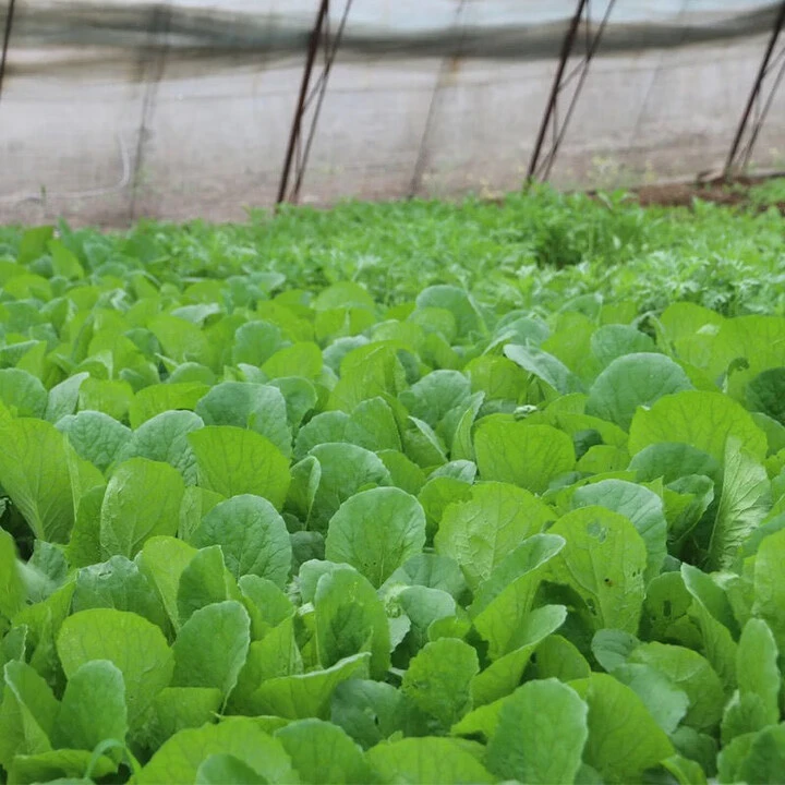 小白菜菠菜茼蒿香芹涮菜炒菜源头直发
