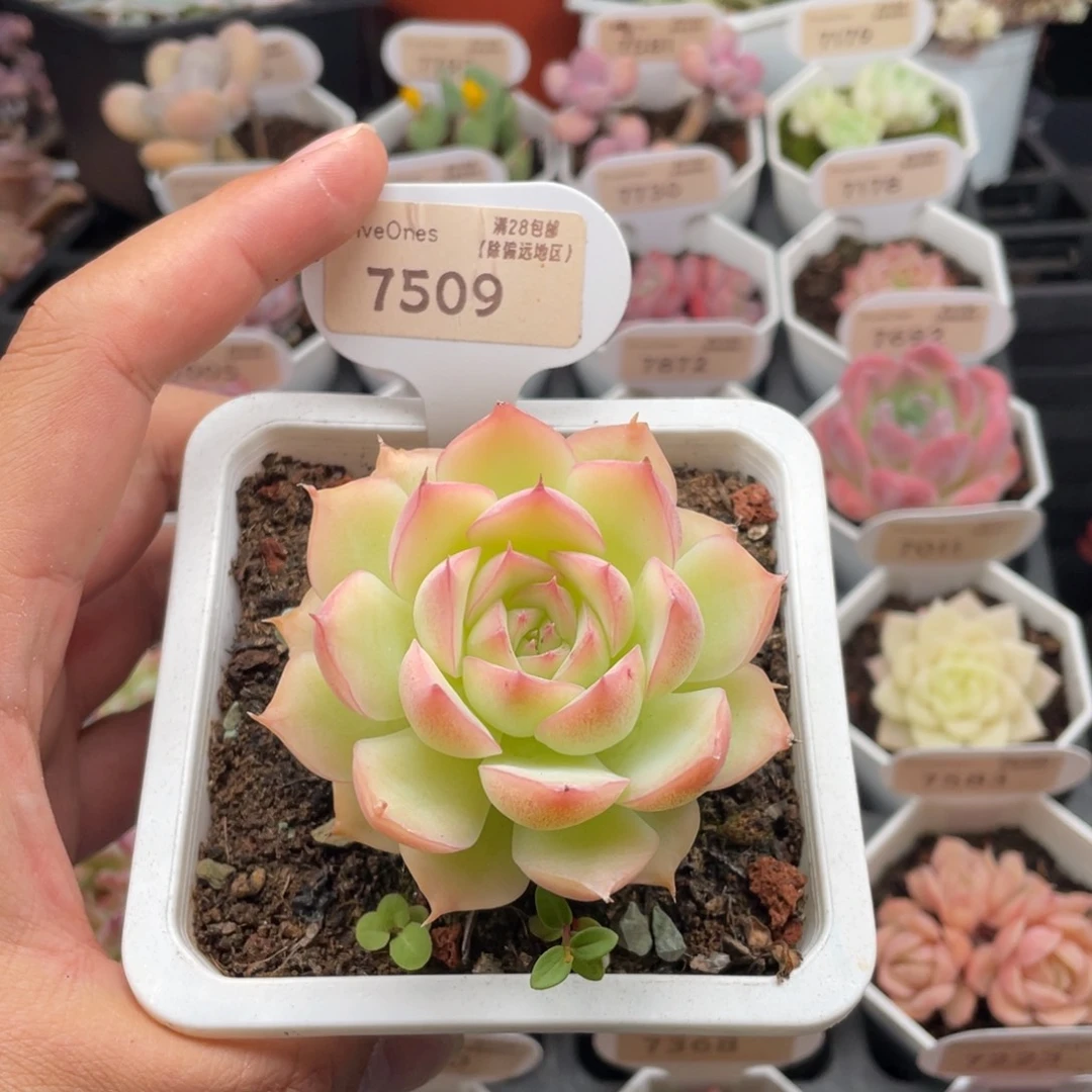 侧影7509-7.0厘米