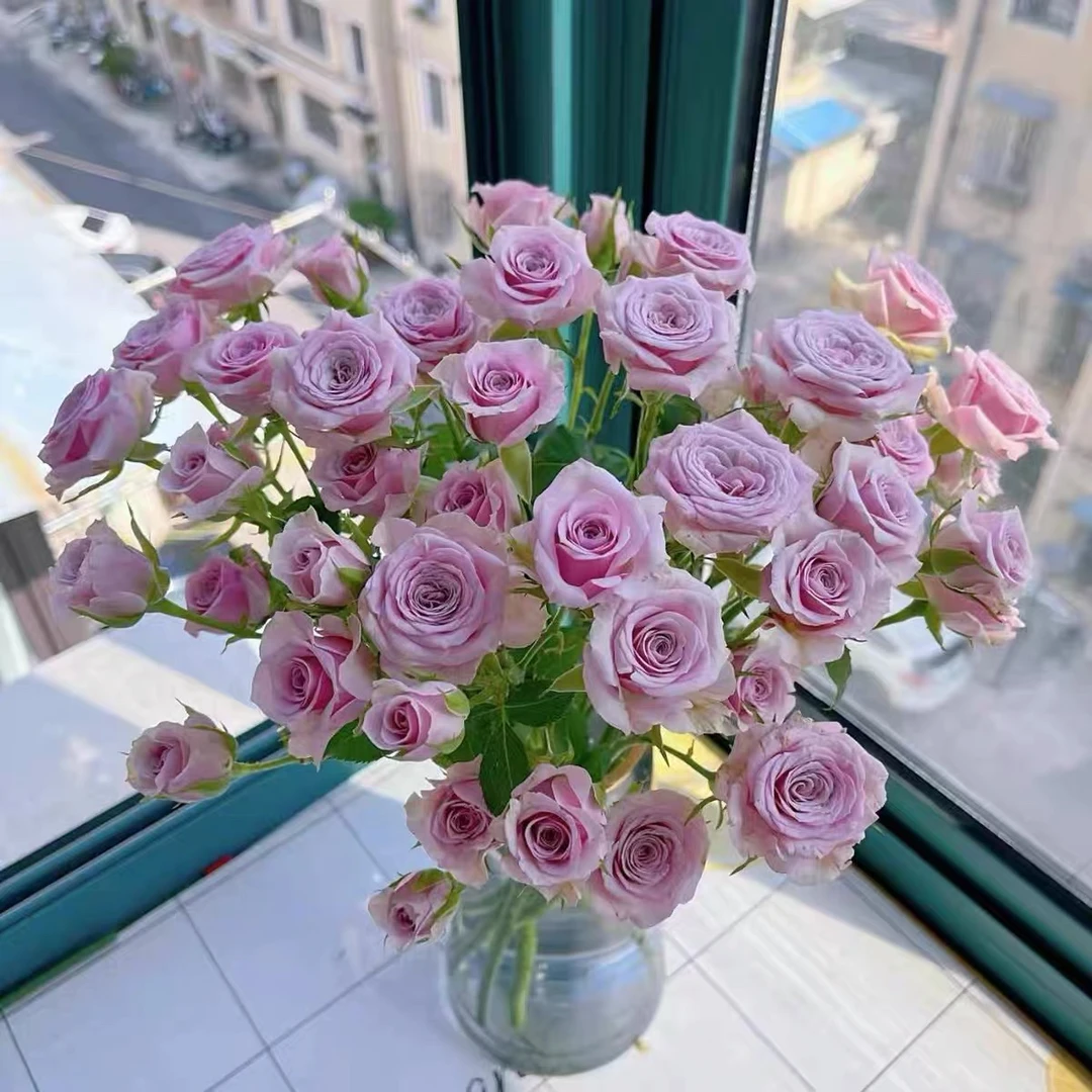 莱拉泡泡多头玫瑰切花月季花苗阳台庭院多季节开花盆栽花卉