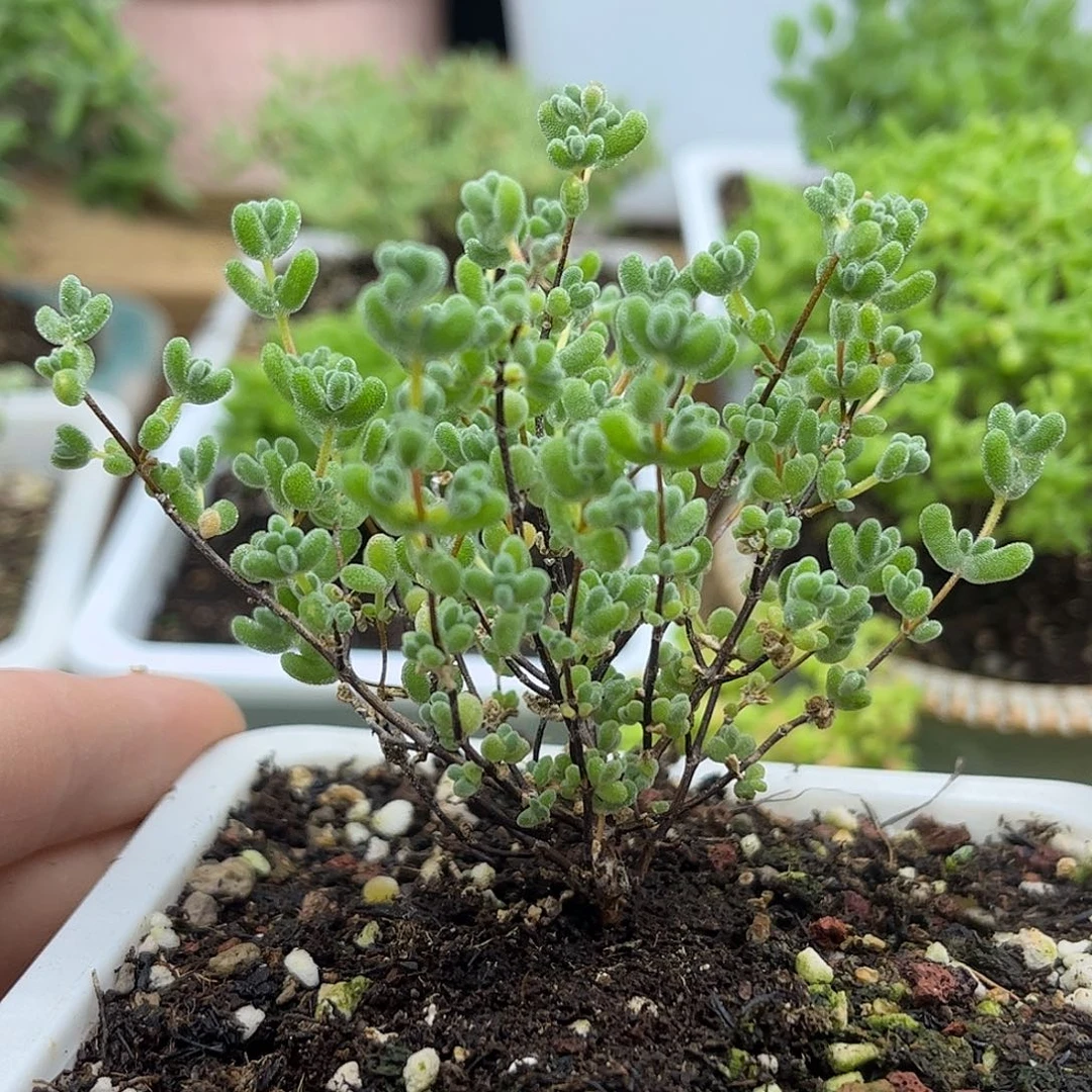 23薄荷实生莱斯优选枝干番杏