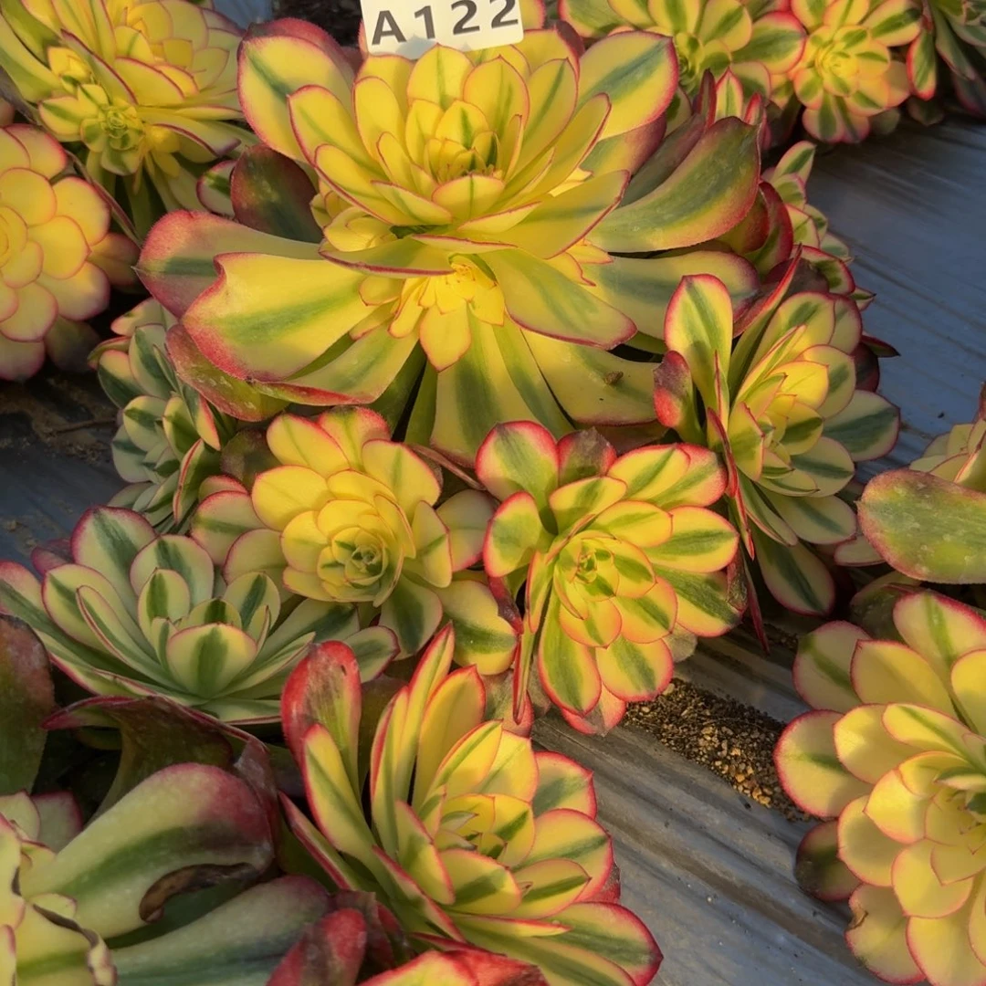 122荔枝。多肉植物