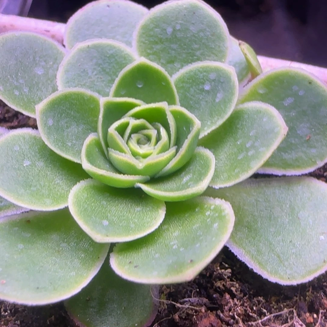 捧花4厘米12424242424353