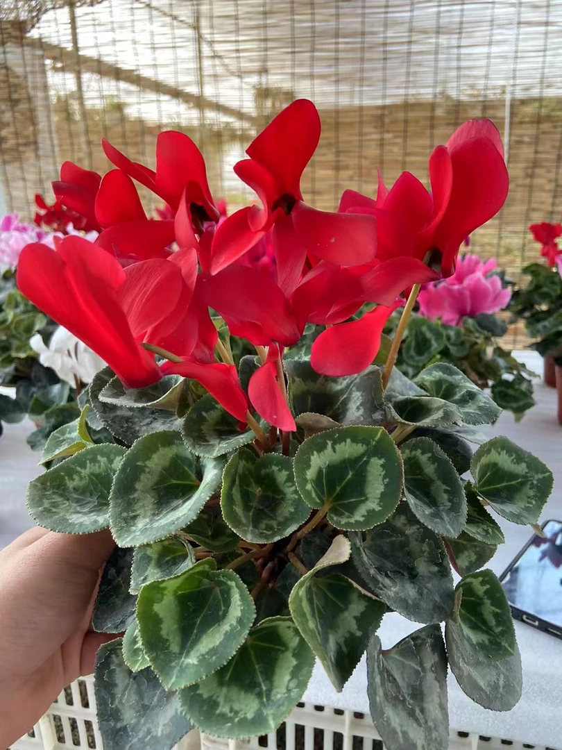 F1代仙客来【平边红】室内精品鲜花盆栽