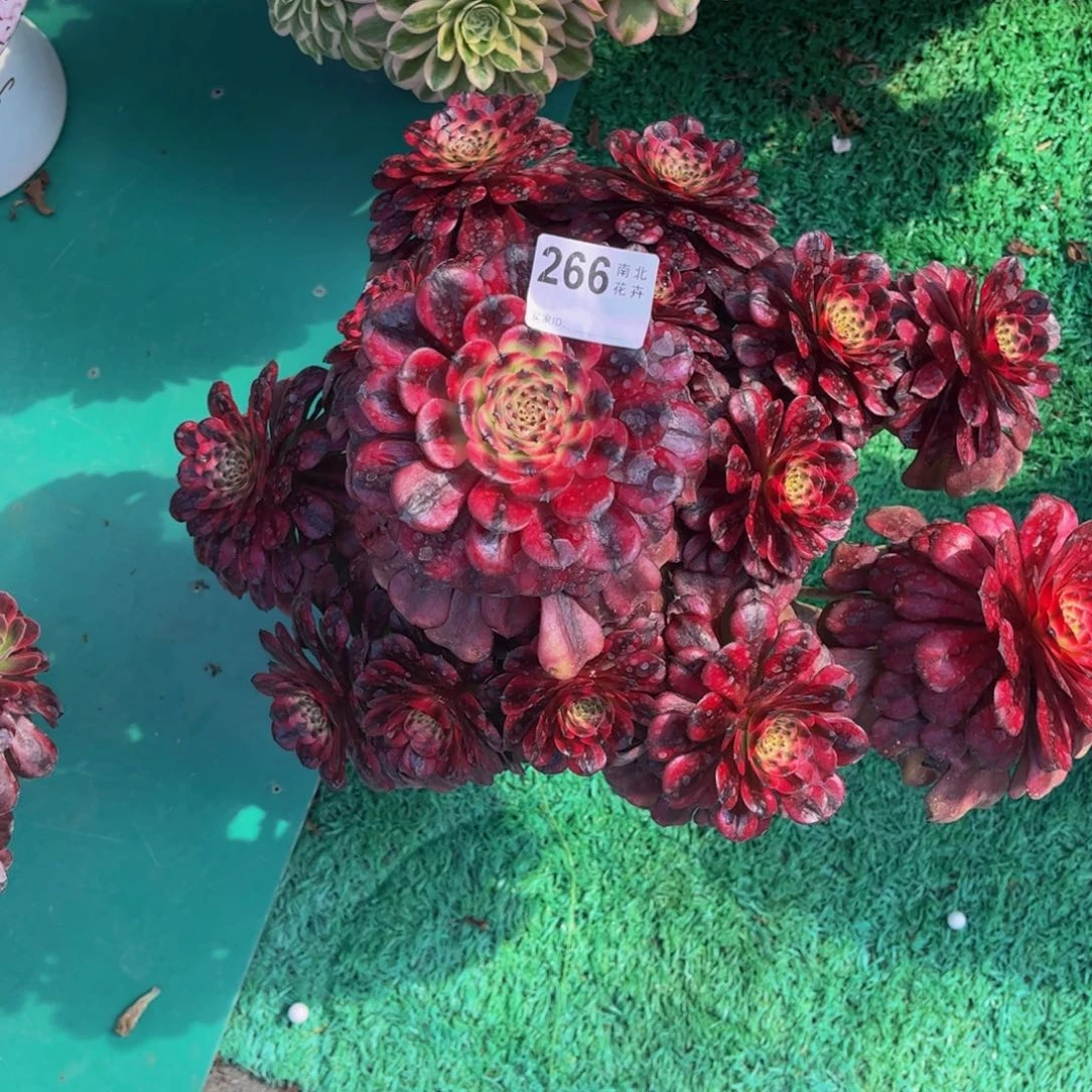 多肉美姬福利00000266