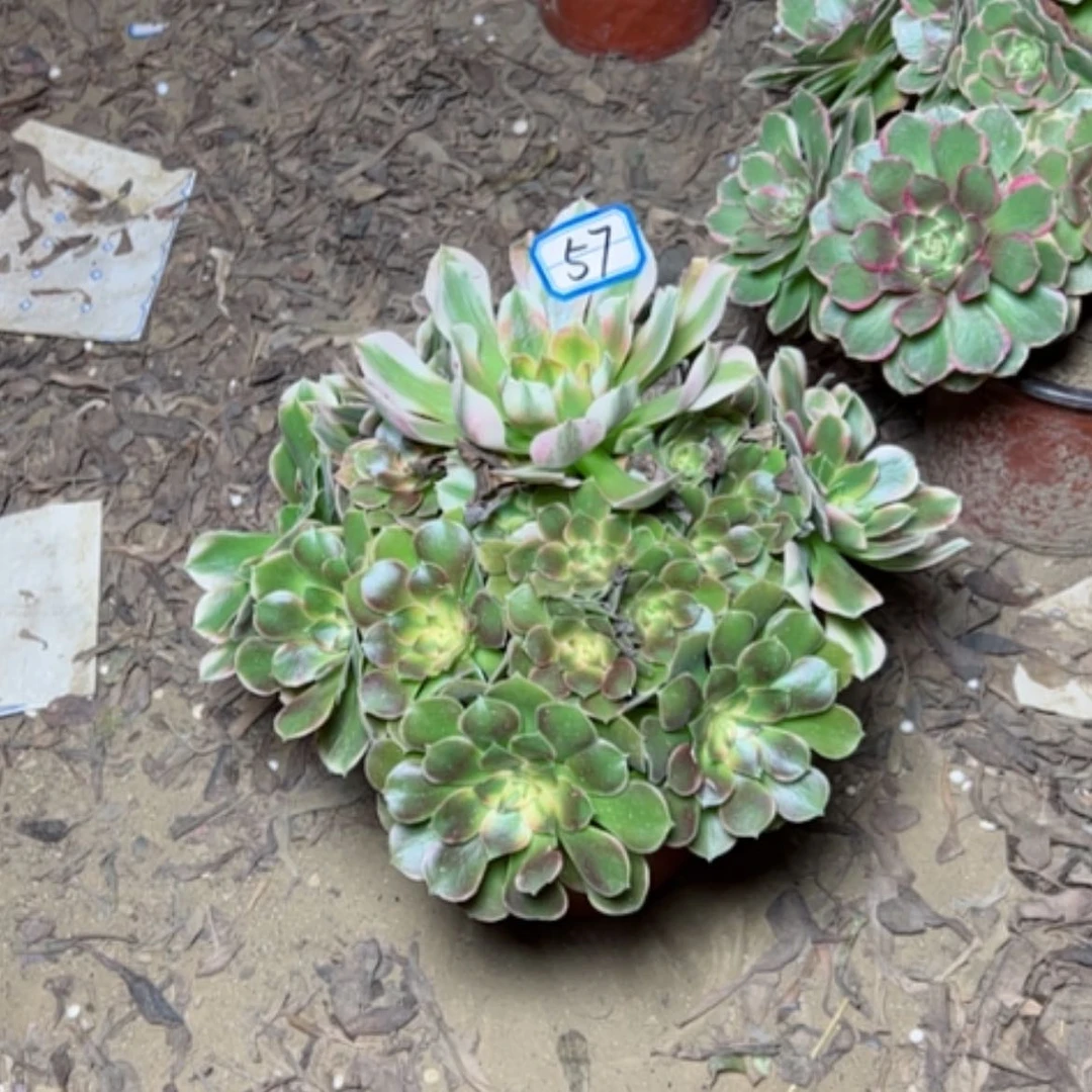 【闪购商品】香飞57
