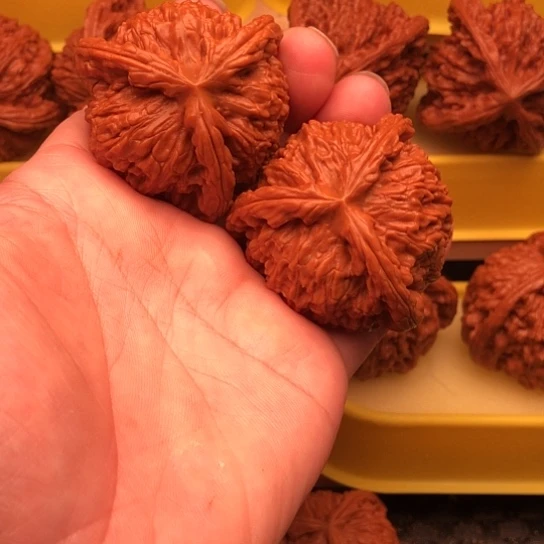 本***置核桃核桃核桃核桃核桃
