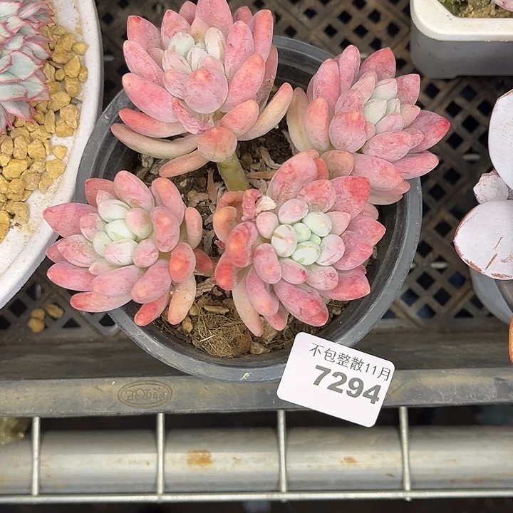 阿雅园艺。        7294粉玉团子