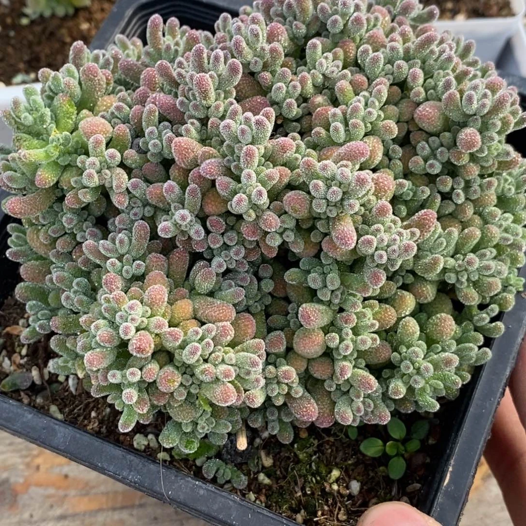 田****螂338大冰晶。