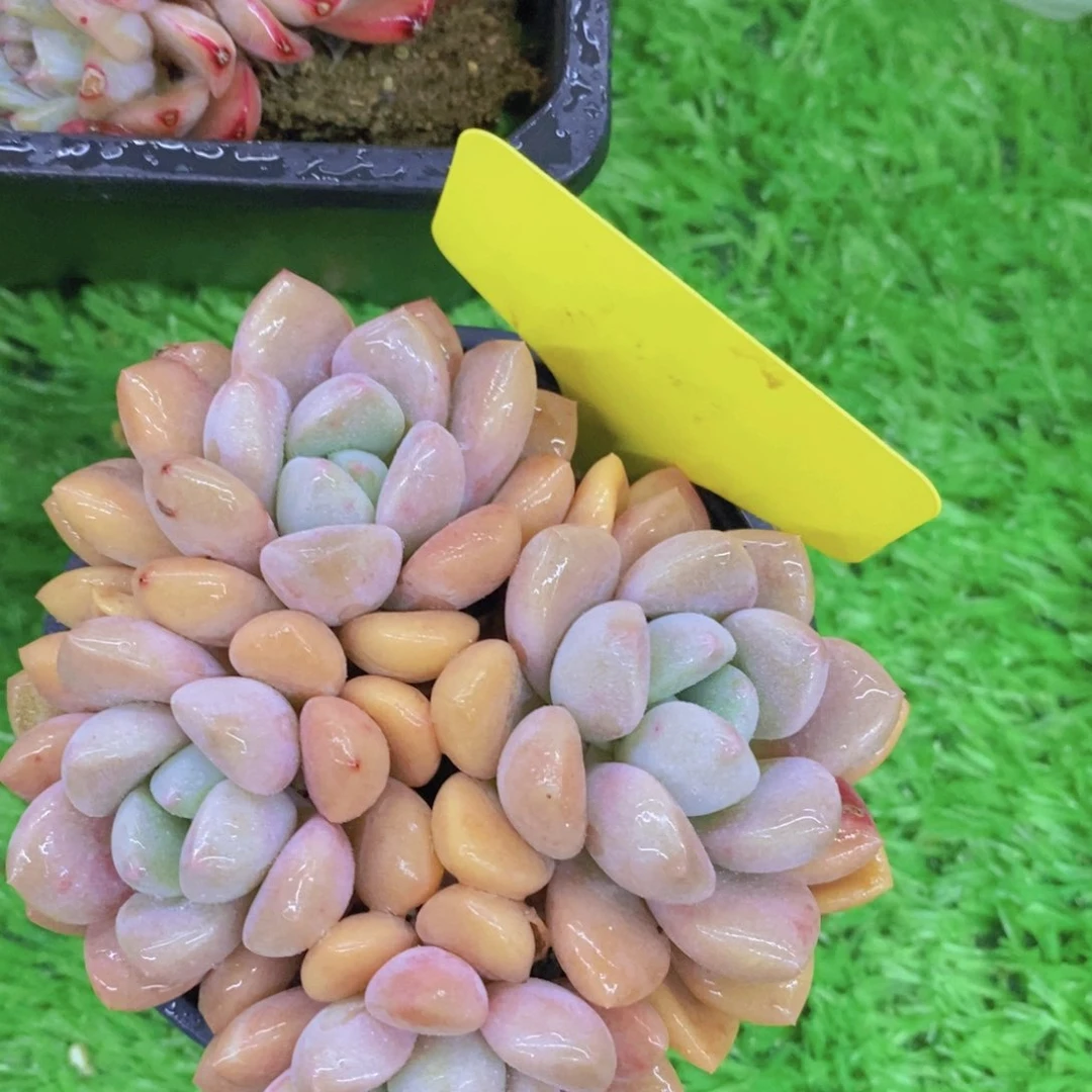 开心多肉植物，福利专场