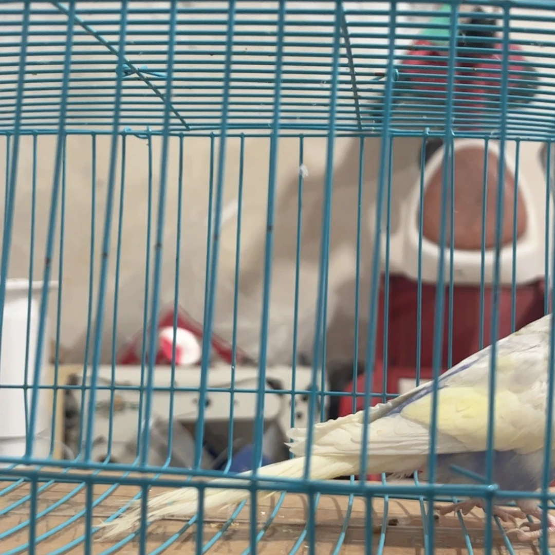 虎皮鹦鹉我的小姐姐们