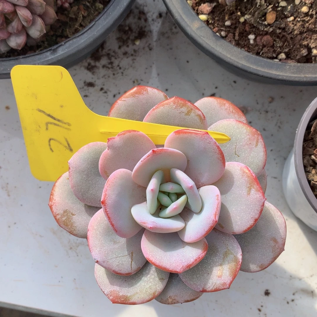 韩版奶茶跌破租黑五7272727