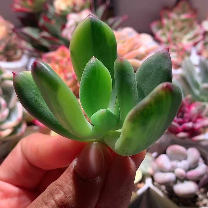 青星美人锦拉丝锦